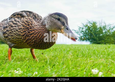 Un gros plan en nourrissant des canards sur la pelouse Banque D'Images