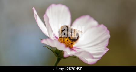 Macro d'une abeille à queue blanche (Bombus lucorum) sur une fleur cosmos bicolore bikinnatus . Banque D'Images