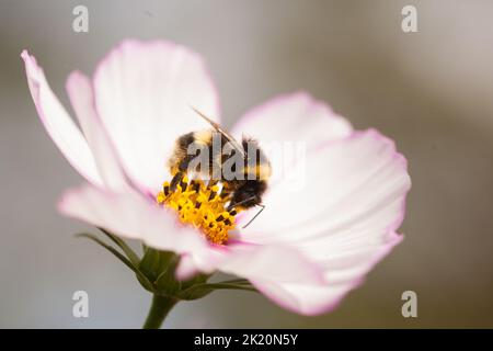 Macro d'une abeille à queue blanche (Bombus lucorum) sur une fleur cosmos bicolore bikinnatus . Banque D'Images
