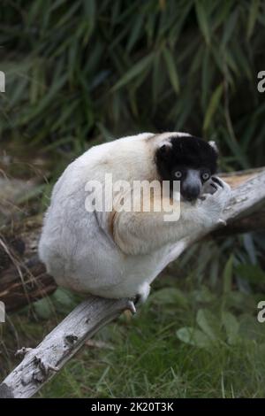 Parc animalier de Sifaka Cotswold couronné, Burford, Royaume-Uni Banque D'Images