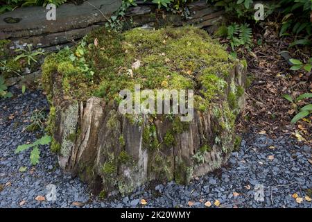 Souche d'un vieux arbre pourri recouverte de différentes espèces de mousse et de lichen de l'ouest du pays de Galles au Royaume-Uni Banque D'Images