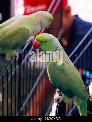 jolie paire de perroquets verts à col rond ou parakeet en gros plan Banque D'Images