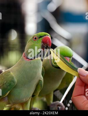 joli perroquet vert à col rond ou parakeet en gros plan Banque D'Images