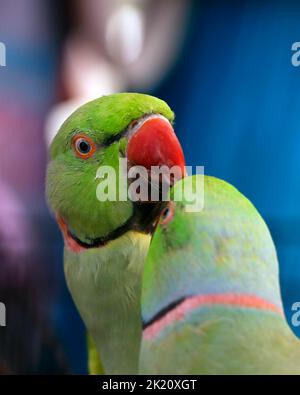 jolie paire de perroquets verts à col rond ou parakeet en gros plan Banque D'Images