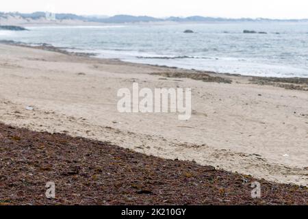 Sargassum, plantes de plage utilisées pour l'industrie cosmétique et à des fins agricoles. Sargaço Apúlia. Engrais naturel océanique pour la bio-agriculture. Banque D'Images