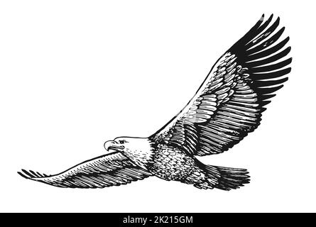 EAGLE À CHAUVE avec ailes étalées en vol isolées sur blanc. Dessin d'oiseau dessiné à la main dans un style de gravure vintage Banque D'Images