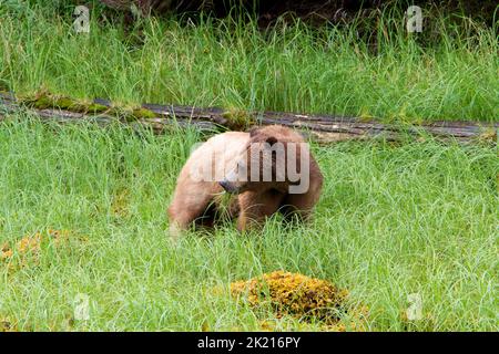 L'ours grizzli (Ursus arctos horribilis) se nourrissant de l'herbe le long des rives de l'Inlet Khutzeymateen, au nord de Prince Rupert, C.-B., Canada, en juillet Banque D'Images