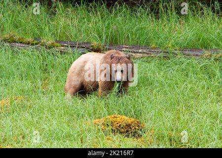 L'ours grizzli (Ursus arctos horribilis) se nourrissant de l'herbe le long des rives de l'Inlet Khutzeymateen, au nord de Prince Rupert, C.-B., Canada, en juillet Banque D'Images