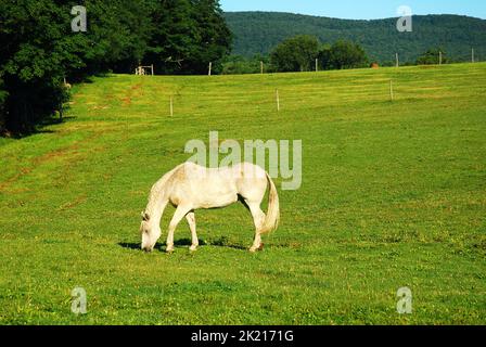 Un cheval blanc se grise dans un champ et un pré sur une ferme dans le pays de la rourla en Nouvelle-Angleterre Banque D'Images