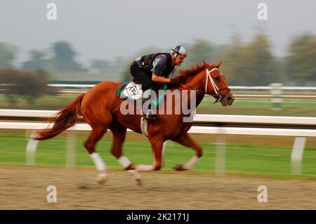 Un jockey prend un cheval de course pur-sang pour des exercices tôt le matin sur une piste de course de chevaux Banque D'Images