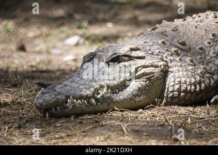 Un crocodile du Nil repose sur le sol Banque D'Images