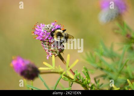 Gros plan d'une abeille sur une fleur de trèfle. Banque D'Images