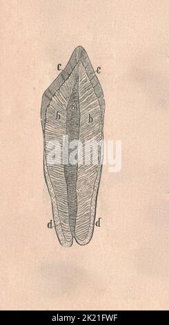 Coupe transversale de la dent de mammase avec légende de la figure. Illustration vintage. Banque D'Images