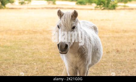 Cheval poney.Farm animal.cheval poney blanc dans le paddock .beau cheval de couleur blanche. Banque D'Images