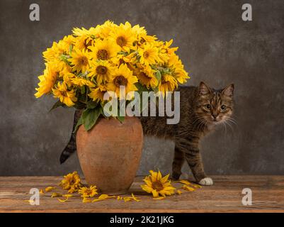 Bouquet de tournesols dans un vase en argile antique et un chat domestique dans une lumière spectaculaire Banque D'Images