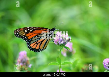 Gros plan d'un papillon monarque buvant le nectar d'une fleur de trèfle Banque D'Images
