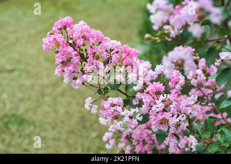 Lagerstroemia commonly known as crape myrtle growing in Vietnam Stock Photo