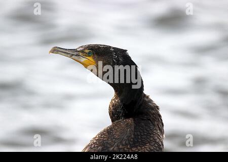 Image de la tête du grand cormorant (Phalacrocorax carbo), à gauche Banque D'Images