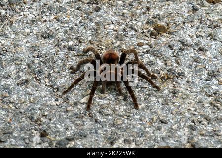 Tarantula rouge mexicain (Tliltocatl vagans) sur une route à Calakmul, Mexique Banque D'Images