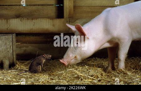 TEMPLETON, WILBUR, CHARLOTTE'S WEB, 2006 Banque D'Images