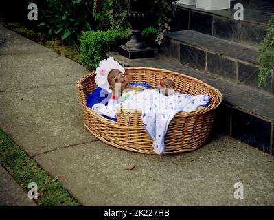 MARLON WAYANS, LITTLEMAN, 2006 Banque D'Images