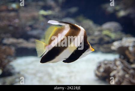 Le coralfish pennant (Heniochus acuminatus), également connu sous le nom de bannerfish à longues nageoires, bannerfish de récif ou espèces de coachman de poissons papillons Banque D'Images