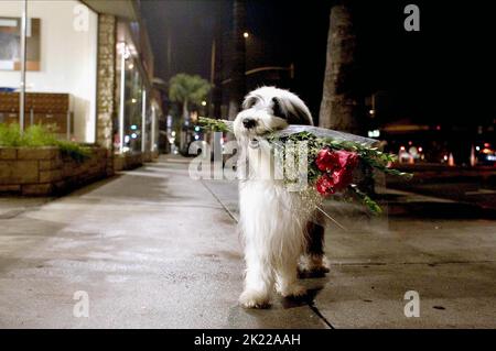 Berger, THE SHAGGY DOG, 2006 Banque D'Images