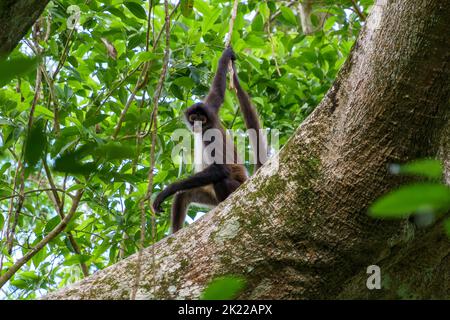 Singe araignée sur un arbre tenant sur une vigne avec sa queue et sa main. Dans la jungle du Yucatan. Banque D'Images