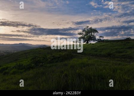 Un chêne californien vivant se dresse sur une colline d'herbe verte avec ciel nuageux éclairé par le coucher du soleil. Banque D'Images