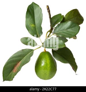 avocat dans la branche de l'arbre isolé sur fond blanc, également connu sous le nom de poire alligator ou de fruit de beurre, fruit frais avec feuilles Banque D'Images