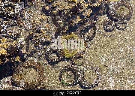 Anémones de mer à marée basse, Chesterman Beach, Tofino, île de Vancouver, Canada. Banque D'Images