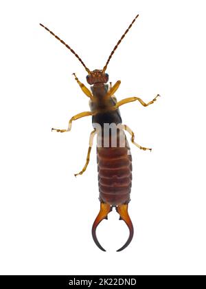 Perruque commune, Forficula auricularia, face inférieure de l'insecte mâle de dermaptera isolé sur fond blanc Banque D'Images