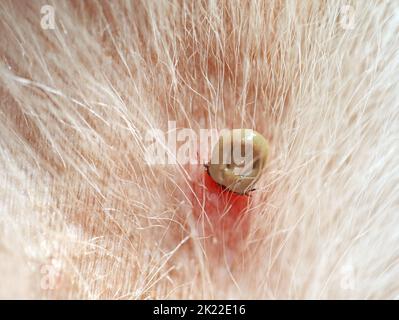 sucer la tique avec la peau rouillée dans la fourrure d'un chien blanc, infection par une morsure de tique sur un animal de compagnie Banque D'Images