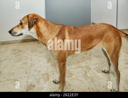 Joli chien rouge dans l'appartement en pleine croissance. Banque D'Images