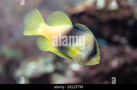 Poisson-savon barré Diploprion bibasciatum aka poisson-savon à double bande, deux géloses à bandes, perchaude à deux bandes, poisson-savon à deux bandes, empereur jaune Banque D'Images