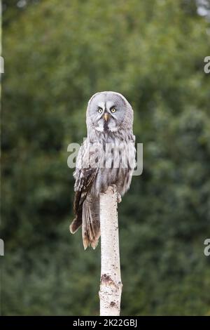 Great grey owl Strix nebulosa, adult perched on birch stump, controlled conditions Banque D'Images