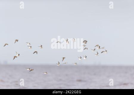 Sanderling Calidris alba, winter plumage adults and Dunlin Calidris alpina, winter plumage adults flying over North Sea, RSPB Snettisham Nature Reserv Stock Photo