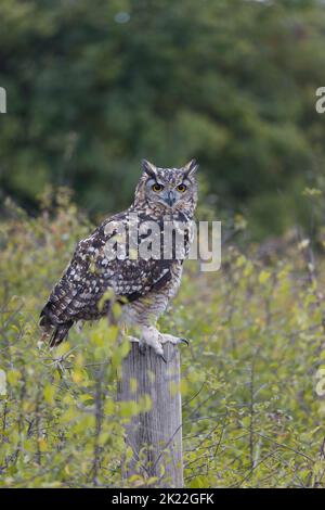 Mackinder's eagle owl Bubo capensis mackinderi, adult perched on post among scrub, controlled conditions Banque D'Images