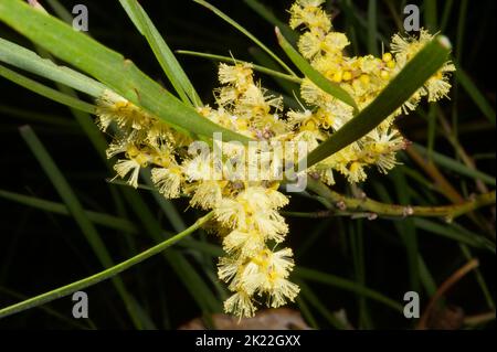 Les watches de Hochkins Ridge étaient au-delà de leur meilleur, après toute la pluie, mais ce solow Wattle (Acacia mucronata) a mis sur un bon spectacle. Banque D'Images