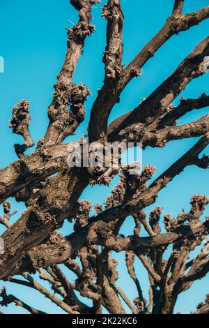 Tilleuls de Tilia à Sopot, en Pologne, près de la jetée de Sopot. Arbre unique dans le monde. Maquette d'arrière-plan abstraite. Arrière-plan de la nature Banque D'Images