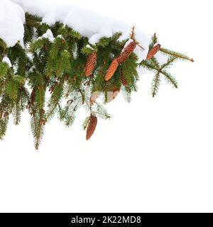 Branche d'épinette avec des cônes et de la neige isolée sur fond blanc, photo carrée Banque D'Images