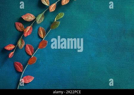 Deux branches avec feuilles d'automne colorées sur fond en bois peint bleu-vert foncé avec espace vide pour le texte ou l'image. Pose à plat. Banque D'Images