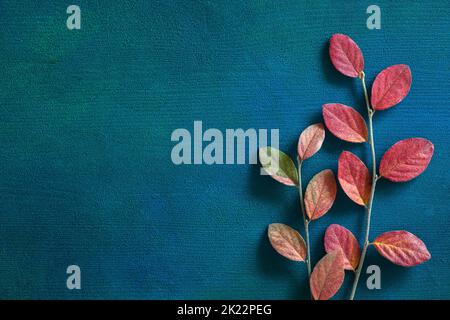 Deux branches avec feuilles d'automne colorées sur fond en bois peint bleu-vert foncé avec espace vide pour le texte ou l'image. Pose à plat. Banque D'Images