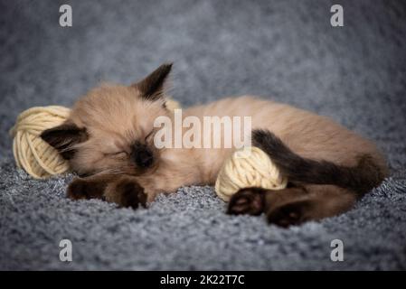 Mignon petit chaton siamois dort dans des balles tricotées de pelins de fils sur un plaid gris. Photo de haute qualité Banque D'Images