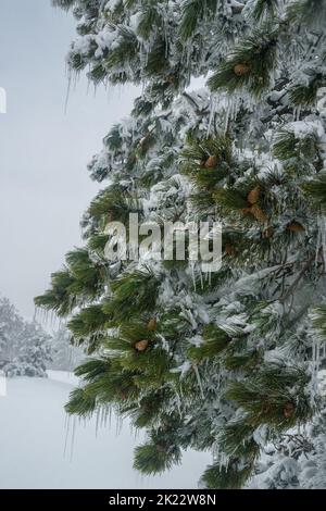 Branches enneigées de pin sur la montagne ai-Petri au printemps. Crimée Banque D'Images