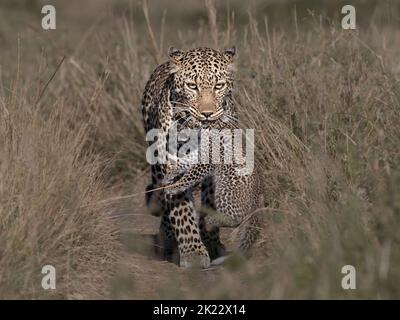 Léopard femelle transportant son cub en lieu sûr Banque D'Images