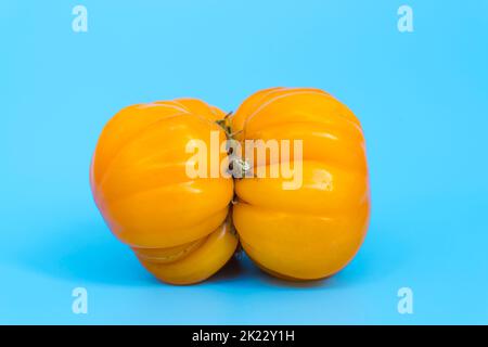 Concept de légumes laids. Tomates de différentes formes inhabituelles sur fond bleu minimal. Une métaphore de l'imperfection, du corps féminin, de l'art de la photographie et de la forme. Photo de haute qualité Banque D'Images