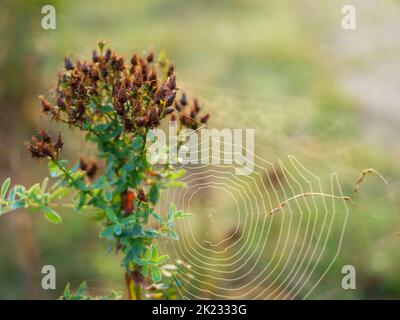 fleurs sauvages sèches avec toile d'araignée dans une forêt matinale, gros plan sur la nature avec espace de copie Banque D'Images