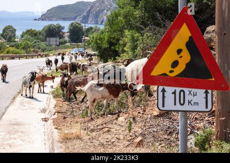 Troupeau de chèvres de différentes couleurs, en dépit du panneau d'avertissement sur la chute de roche, traverse l'autoroute et monte la colline, continuant à grignoter la végétation verte luxuriante. Banque D'Images