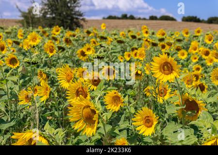 Rempli de quartiers d'été avec pureté, confort - champ de tournesol (Helianthus annuus) avec de jeunes inflorescences, champ de moulus derrière lui et somme bleue Banque D'Images